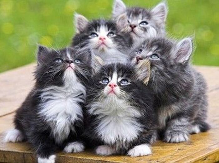 日本の猫の9割がA型