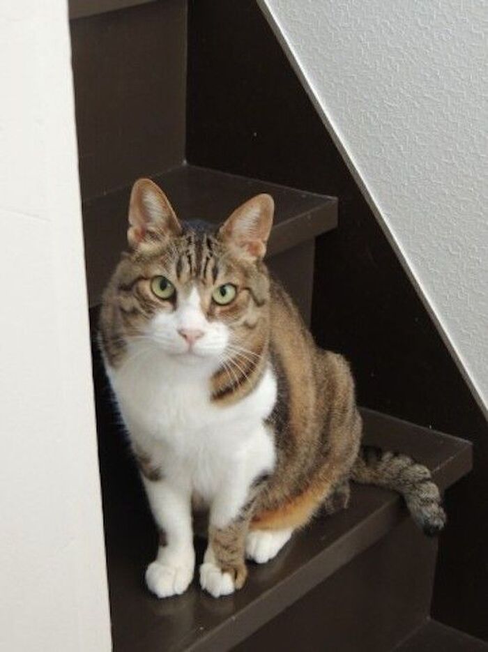 猫は飼い主との主従関係を認めない