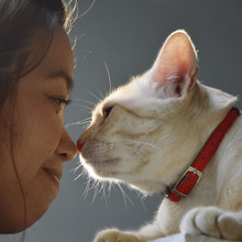猫は浮気者?複数の飼い主を上手に使い分けているらしい…(泣)