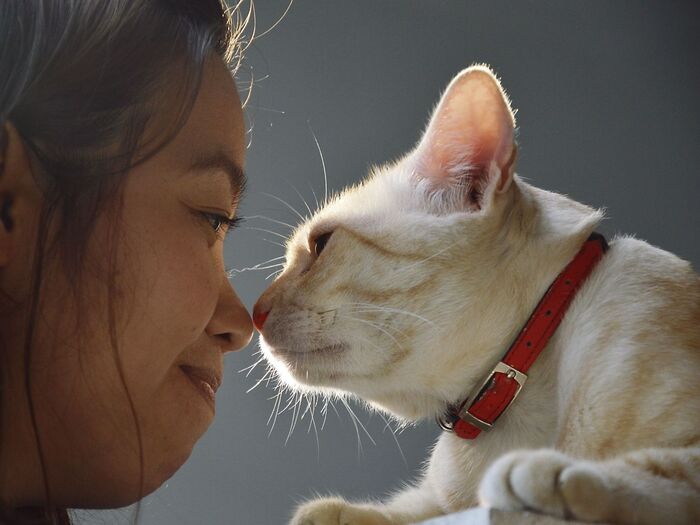 猫は浮気者?複数の飼い主を上手に使い分けているらしい…(泣)