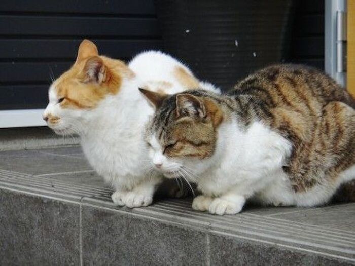 猫は「マイ音楽」にしか興味がない