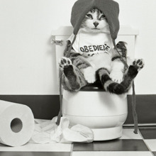 トイレに猫のうんちを流すのはNG!流しちゃダメな3つの理由