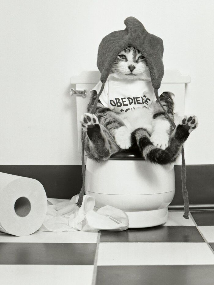 トイレに猫のうんちを流すのはNG!流しちゃダメな3つの理由