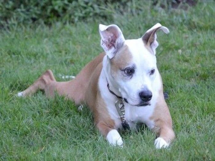 犬はクラシックが好き