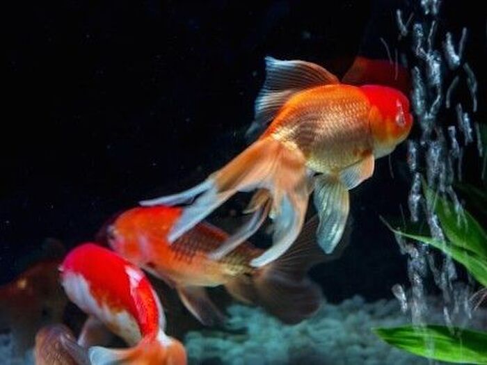 金魚は曲を聞き分けられる