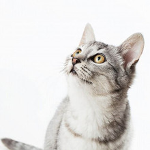 似てるけど全然違う!サバトラの猫とアメリカンショートヘア