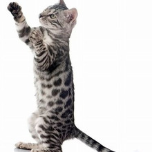 人や犬よりも凄い?猫が敏捷に動けるのは「骨格」に秘密があった!