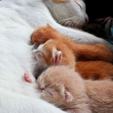 もうすぐ産まれるみたい!猫の出産に必要な準備とは