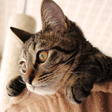 猫のしゃっくりは危険な病気の可能性もアリ!?まずはココをチェック!