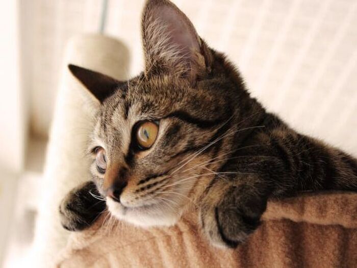 猫のしゃっくりは危険な病気の可能性もアリ!?まずはココをチェック!