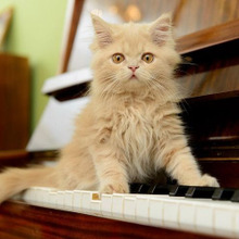 その困った行動、実は寂しいのかも?猫の寂しがりを解決しよう