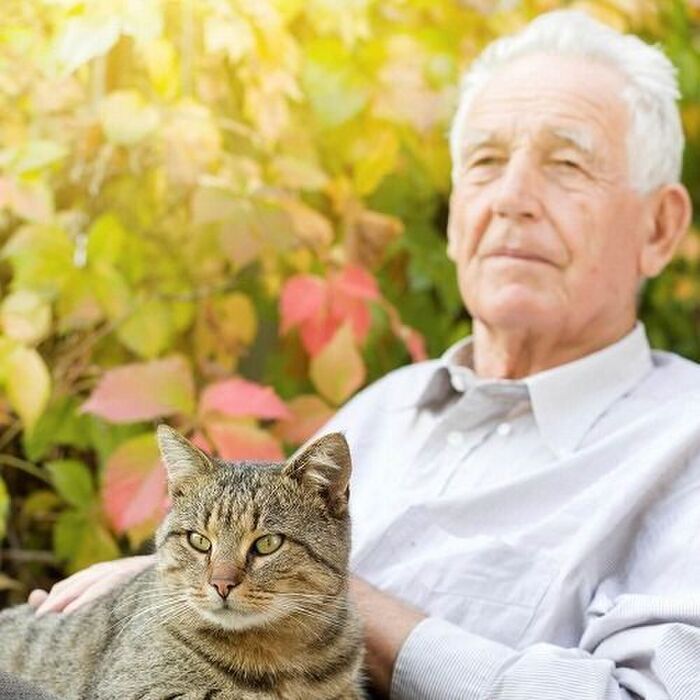 飼い猫の約半数が「7歳以上」シニア猫に必要なのはこの3つ!