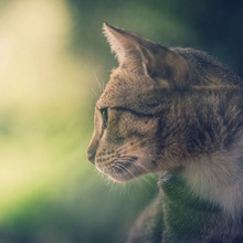 『猫の葬儀』みんなどうしてる?最近の猫のお墓事情とは