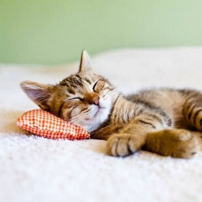 猫は良く寝るニャ〜。実は睡眠時間には大事な秘密があるらしい！