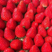 愛媛県産イチゴ「紅い雫」の大人の味、味わってみませんか?