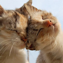 猫のすりすりや突然ガブリはニャンのため?猫の気持ちを知るポイント