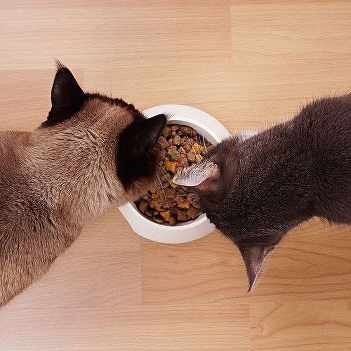 猫がチーズを食べたがります。猫にチーズをあげても大丈夫?
