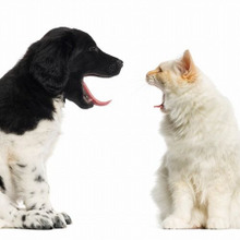 猫がクールなのは〇〇だから!?猫が甘えベタな3つの理由