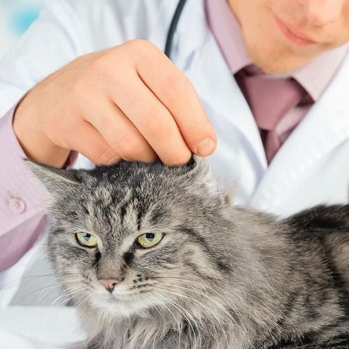 「猫の咳」そのケホケホ、は病気?それとも…猫が咳をした場合の対処法