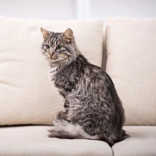 お猫様止めて〜!猫の大好きな爪とぎ行為からソファを守る3つの方法