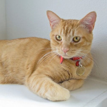 茶トラの猫は甘えん坊…猫の毛色で性格が判るって本当?