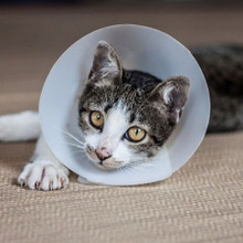 どうしよう!!猫にハゲが!!猫が禿げる理由と対処法