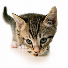 食べて4時間で中毒症状が…猫にチョコレートはとっても危険!