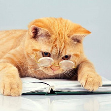 覚えているニャ!猫の記憶力は犬よりも人間よりも凄いかも…?