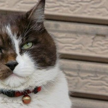 20m先のネズミの足音が判る!猫の聴力はこんなに凄かった☆