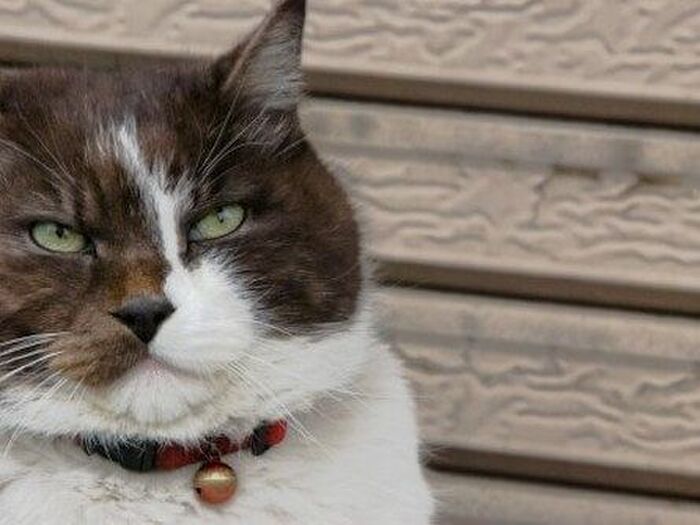20m先のネズミの足音が判る!猫の聴力はこんなに凄かった☆