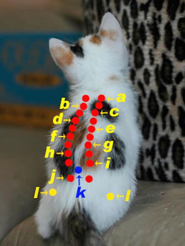 ☆猫だって癒されたい!覚えておきたいツボ①命門