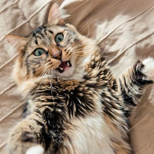 飼い主のストレス度No1?「猫の爪きり」のコツはこの3つ!