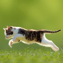 嬉しいけど困る!猫が『おみやげ』を持ってくる理由と対処法