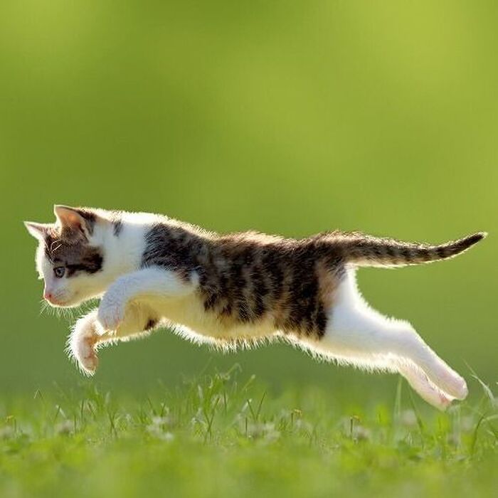 嬉しいけど困る!猫が『おみやげ』を持ってくる理由と対処法