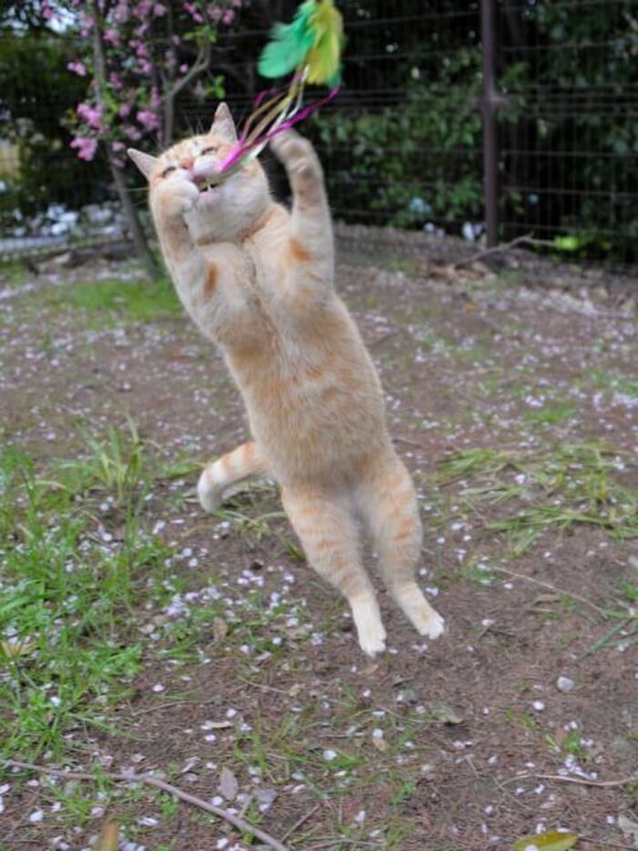 (1)飼い主に狩りの勉強をさせるため!