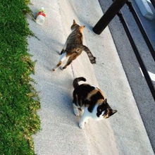 実はとっても平和主義♪人間も見習いたい猫社会のスマートな掟とは