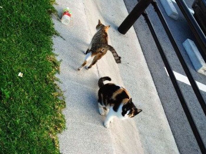 実はとっても平和主義♪人間も見習いたい猫社会のスマートな掟とは