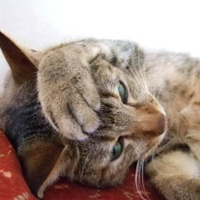 猫の低体温には要注意!考えられる病気や処置の方法とは