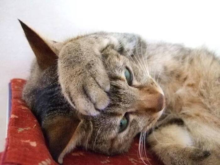 猫の低体温には要注意!考えられる病気や処置の方法とは