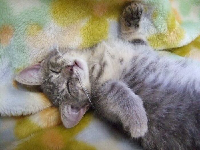 ☆猫の天使ポイント①無防備な寝ている姿
