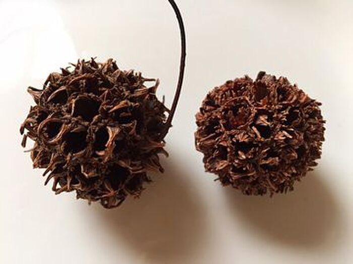 木の実をハサミで丸く整える♪