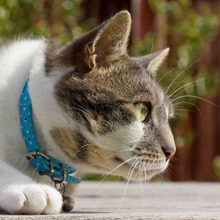 あなたの愛猫は付けるor付けない?猫の首輪に関する疑問アレコレ