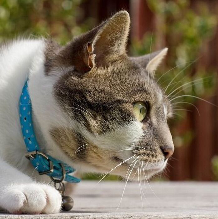 あなたの愛猫は付けるor付けない?猫の首輪に関する疑問アレコレ