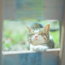 猫飼いが急増中!今猫が注目されている3つの理由