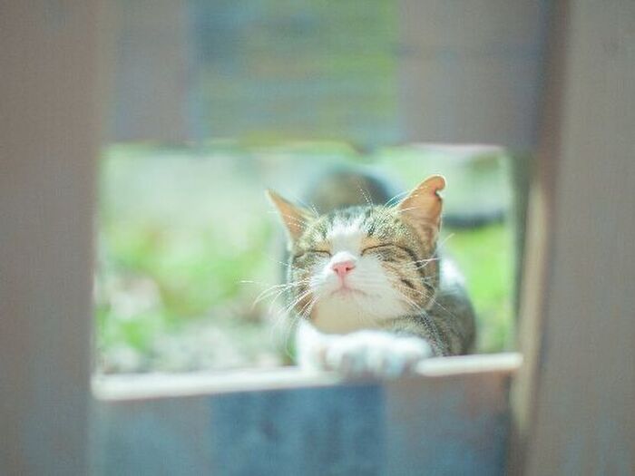 猫飼いが急増中!今猫が注目されている3つの理由