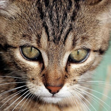 【猫の涙】なんで泣くの〜?猫にありがちな「流涙症」を知っておこう