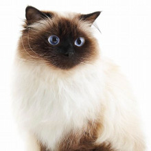 猫のトリミングはとっても大変!飼い主がやっておきたいポイント3つ