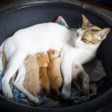 猫の妊娠はとってもミステリアス。こんなに不思議な習性があった!