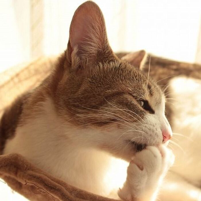 猫は「匂い」で気持ちを表す?猫のフェロモンには3つの意味があるらしい