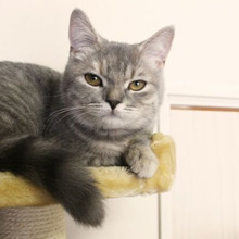 猫が好きなものは国によって違う!?意外な猫の好きなもの